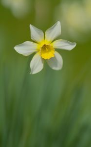 Preview wallpaper narcissus, flower, petals, blur