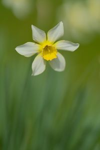 Preview wallpaper narcissus, flower, petals, blur