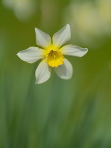 Preview wallpaper narcissus, flower, petals, blur