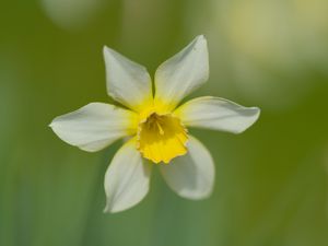 Preview wallpaper narcissus, flower, petals, blur