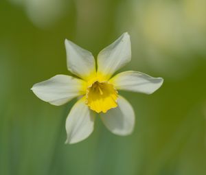 Preview wallpaper narcissus, flower, petals, blur