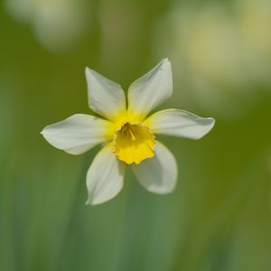 Preview wallpaper narcissus, flower, petals, blur