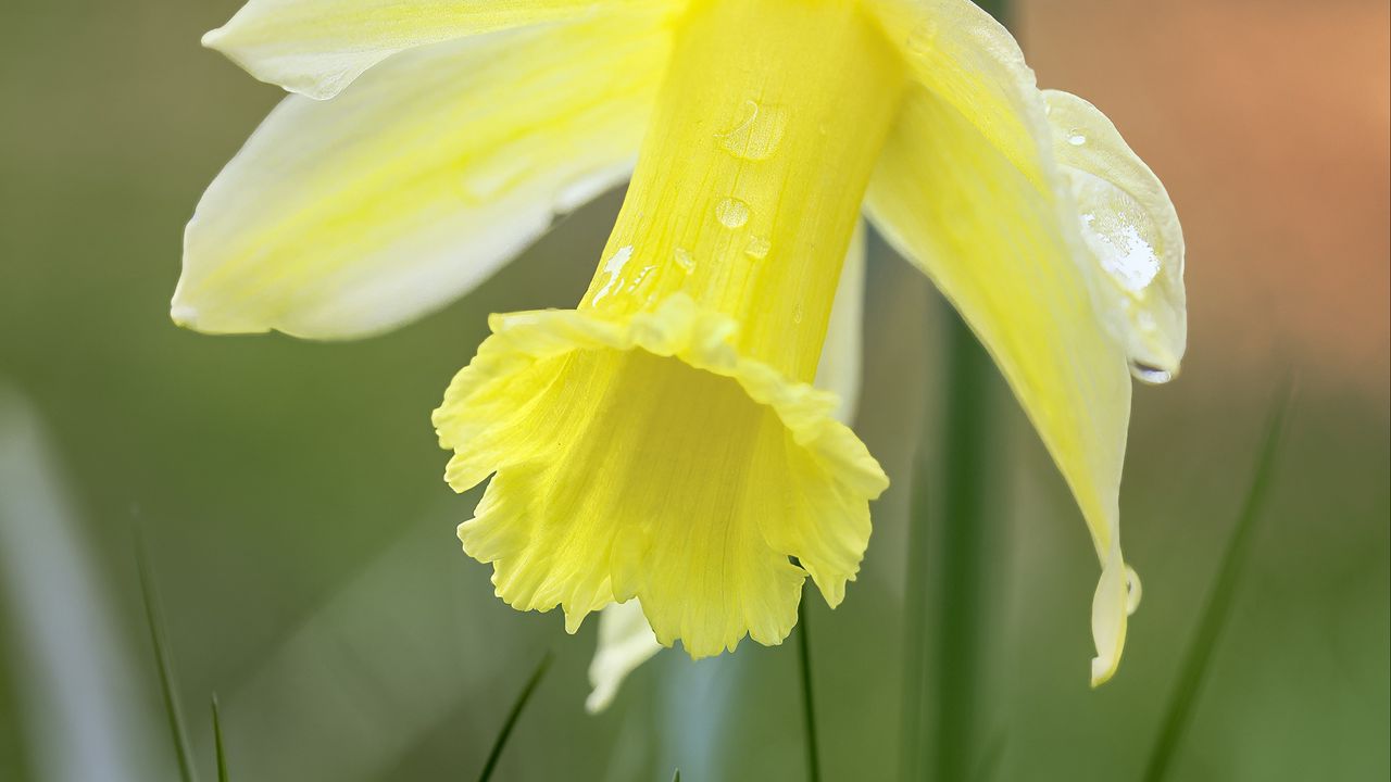 Wallpaper narcissus, flower, petals, grass, macro