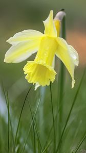 Preview wallpaper narcissus, flower, petals, grass, macro