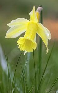 Preview wallpaper narcissus, flower, petals, grass, macro
