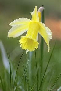 Preview wallpaper narcissus, flower, petals, grass, macro