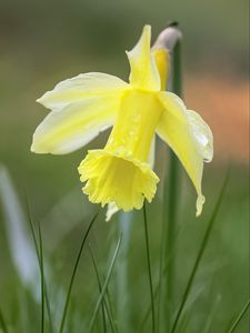 Preview wallpaper narcissus, flower, petals, grass, macro