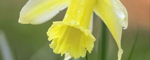 Preview wallpaper narcissus, flower, petals, grass, macro