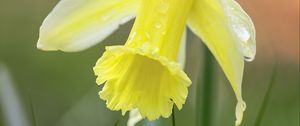 Preview wallpaper narcissus, flower, petals, grass, macro