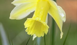 Preview wallpaper narcissus, flower, petals, grass, macro