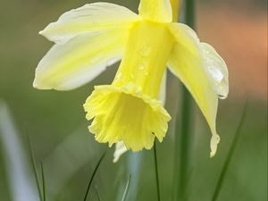 Preview wallpaper narcissus, flower, petals, grass, macro