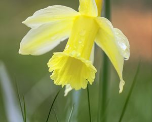 Preview wallpaper narcissus, flower, petals, grass, macro