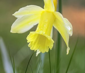 Preview wallpaper narcissus, flower, petals, grass, macro