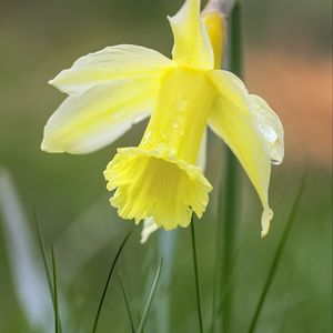 Preview wallpaper narcissus, flower, petals, grass, macro