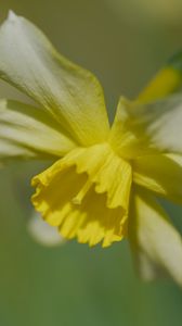 Preview wallpaper narcissus, flower, petals, macro, plant