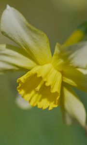 Preview wallpaper narcissus, flower, petals, macro, plant