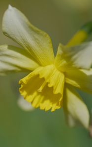 Preview wallpaper narcissus, flower, petals, macro, plant