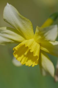 Preview wallpaper narcissus, flower, petals, macro, plant