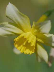 Preview wallpaper narcissus, flower, petals, macro, plant
