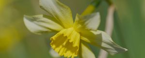 Preview wallpaper narcissus, flower, petals, macro, plant