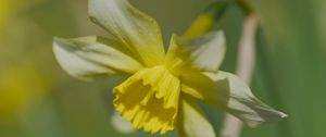 Preview wallpaper narcissus, flower, petals, macro, plant