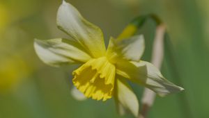 Preview wallpaper narcissus, flower, petals, macro, plant