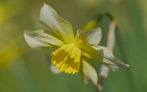 Preview wallpaper narcissus, flower, petals, macro, plant