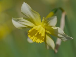 Preview wallpaper narcissus, flower, petals, macro, plant