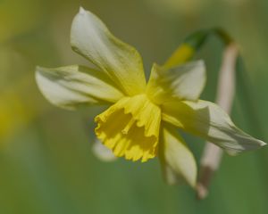 Preview wallpaper narcissus, flower, petals, macro, plant