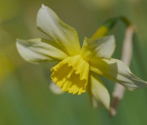 Preview wallpaper narcissus, flower, petals, macro, plant