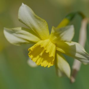 Preview wallpaper narcissus, flower, petals, macro, plant