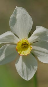 Preview wallpaper narcissus, flower, petals, pollen, plant, macro