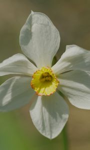 Preview wallpaper narcissus, flower, petals, pollen, plant, macro