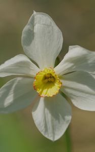 Preview wallpaper narcissus, flower, petals, pollen, plant, macro