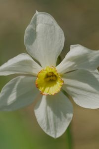 Preview wallpaper narcissus, flower, petals, pollen, plant, macro
