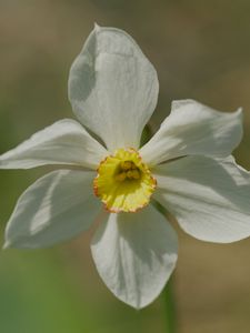 Preview wallpaper narcissus, flower, petals, pollen, plant, macro