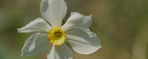 Preview wallpaper narcissus, flower, petals, pollen, plant, macro
