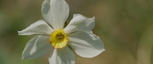 Preview wallpaper narcissus, flower, petals, pollen, plant, macro