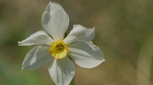 Preview wallpaper narcissus, flower, petals, pollen, plant, macro