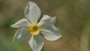 Preview wallpaper narcissus, flower, petals, pollen, plant, macro