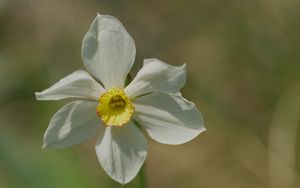 Preview wallpaper narcissus, flower, petals, pollen, plant, macro