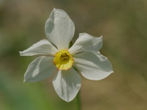 Preview wallpaper narcissus, flower, petals, pollen, plant, macro