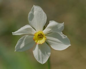 Preview wallpaper narcissus, flower, petals, pollen, plant, macro