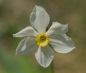 Preview wallpaper narcissus, flower, petals, pollen, plant, macro