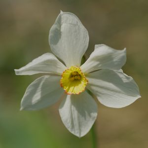 Preview wallpaper narcissus, flower, petals, pollen, plant, macro