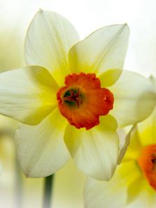Preview wallpaper narcissus, flower, petals