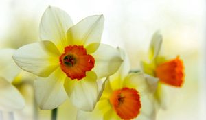 Preview wallpaper narcissus, flower, petals