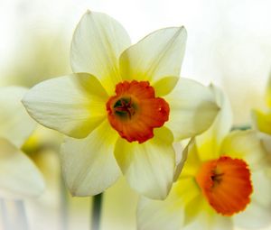 Preview wallpaper narcissus, flower, petals