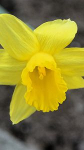 Preview wallpaper narcissus, flower, yellow, petals
