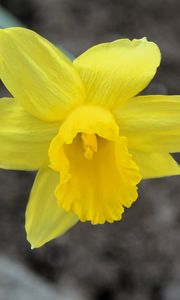 Preview wallpaper narcissus, flower, yellow, petals